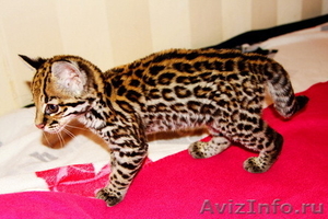 Продам котенка Оцелота (лат. Leopardus pardalis) - Изображение #2, Объявление #1217446