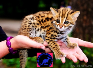 Продам котят азиатской леопардовой кошки .АЛК.алк. - Изображение #2, Объявление #1217467