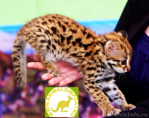 Продам котят азиатской леопардовой кошки .АЛК.алк. - Изображение #3, Объявление #1217467