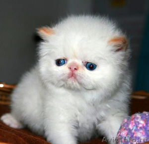 Персидские котята питомника Оресанс - Изображение #2, Объявление #963260