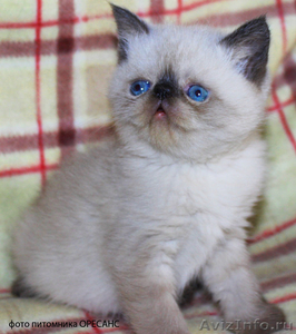 Персидские котята питомника Оресанс - Изображение #3, Объявление #963260