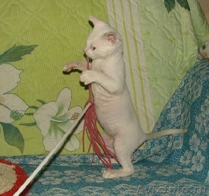  уральский рекс-не аллергичные кошки - Изображение #2, Объявление #1230196