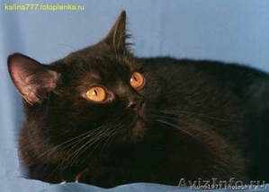 клубные подрощенные котята питомника''sweettoy'' - Изображение #1, Объявление #1229401