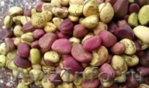орехи кола  какао бобы москва и регионы лучшая цена   - Изображение #1, Объявление #1241038
