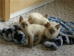 симпатичные сиамские котята - Изображение #2, Объявление #1255862
