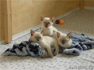 симпатичные сиамские котята - Изображение #3, Объявление #1255862