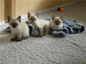 симпатичные сиамские котята - Изображение #1, Объявление #1255862