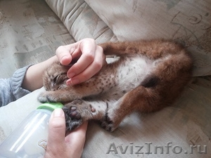 котята сибирской рыси - Изображение #2, Объявление #1247342