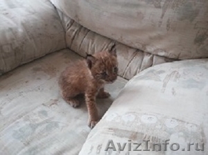 котята сибирской рыси - Изображение #1, Объявление #1247342