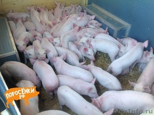 продаем поросят свиней на откорм - Изображение #1, Объявление #1264589