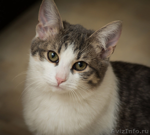 Совершенно необыкновенный котик Штирлиц, 5,5 месяца - Изображение #1, Объявление #1272900