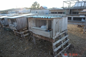 Продается мини-ферма со своим пастбищем и жилым домом в 250 км от Москвы - Изображение #10, Объявление #1286239