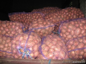 Картофель оптом от производителя ГОСТ 7176-85 - Изображение #2, Объявление #1289679