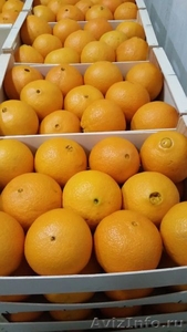 Апельсины. Прямые поставки из Испании - Изображение #1, Объявление #1328936