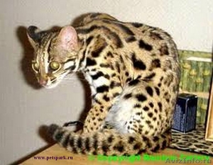 Продам АЛК азиатских леопардовых кошек - Изображение #1, Объявление #1332388