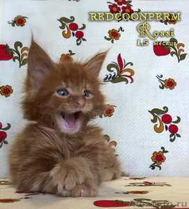 Котенок Мейн Кун красный солид - Изображение #1, Объявление #1352004