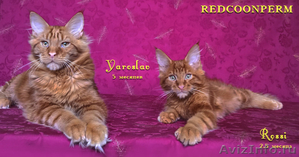 Котенок Мейн Кун красный солид - Изображение #3, Объявление #1352004
