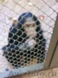Карликовый шимпанзе. - Изображение #2, Объявление #1347248
