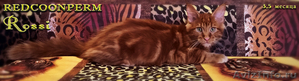 Котенок Мейн Кун красный солид - Изображение #4, Объявление #1352004