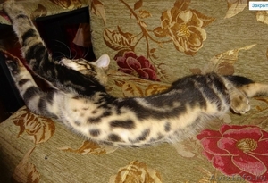 Сококи сококе Соукок sokoke элитные котята - Изображение #1, Объявление #1371877