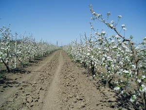 Плодоносящий яблоневый сад в Крыму - Изображение #1, Объявление #1366704