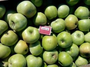 Плодоносящий яблоневый сад в Крыму - Изображение #4, Объявление #1366704