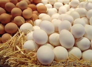 Продам яйца куриные оптом - Изображение #1, Объявление #1380073