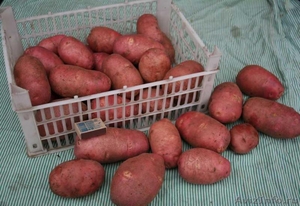Продам оптом картофель продовольственный и лук - Изображение #1, Объявление #1425552