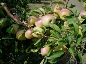 Плoдoнoсящий яблoневый сад в Крыму - Изображение #3, Объявление #1400189
