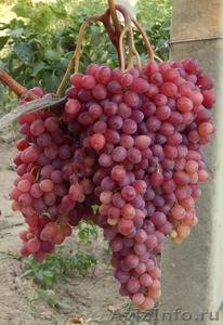 продаю саженцы и черенки винограда с доставкой до подъезда - Изображение #3, Объявление #1438793