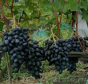 продаю саженцы и черенки винограда с доставкой до подъезда - Изображение #5, Объявление #1438793