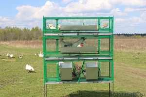 Клетки для птицы и кроликов. Мини - фермы - Изображение #4, Объявление #1452034