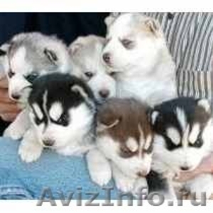 Сибирский хаски щенки самец и самки нужен новый дом - Изображение #1, Объявление #1471102