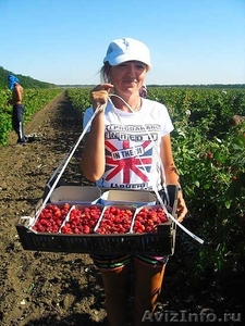  В Польшу нужны сборщики малины - Изображение #3, Объявление #1477534