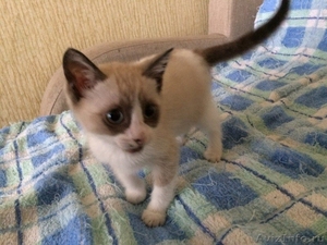 Котенок смесь БЕНГАЛА и Манчкина