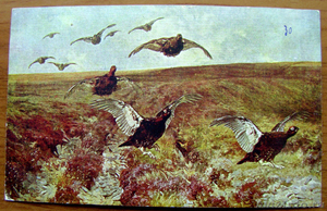 Редкая открытка Охота. Шотландские граусы 1900 год. - Изображение #1, Объявление #1473208