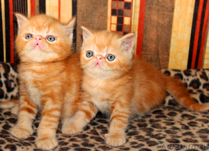 Экзотические котята красный мрамор - Изображение #1, Объявление #1483855