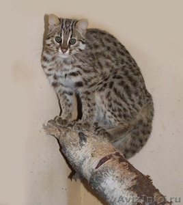 Амурский леопардовый котенок - Изображение #4, Объявление #1489943