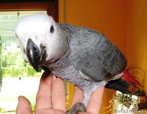 Африканский серый попугай - Изображение #1, Объявление #1491900