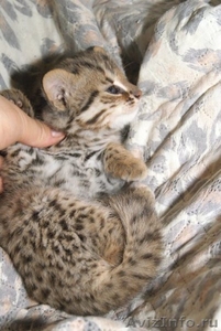 Амурский леопардовый котенок - Изображение #3, Объявление #1489943