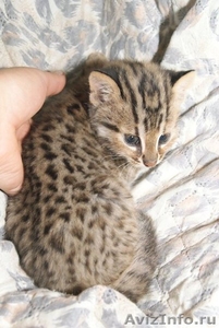 Амурский леопардовый котенок - Изображение #1, Объявление #1489943