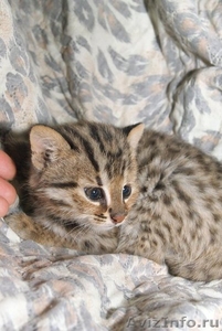 Амурский леопардовый котенок - Изображение #2, Объявление #1489943