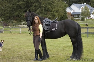 Черный Фризская лошадь - Изображение #1, Объявление #1491901