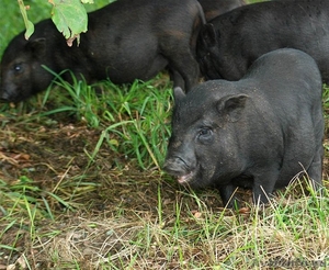 Вьетнамская вислобрюхая свинья, поросята (1мес.) продам - Изображение #2, Объявление #1487854
