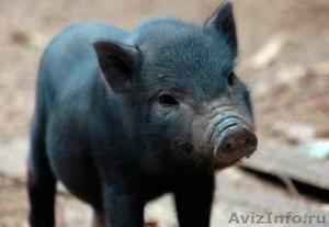 Вьетнамская вислобрюхая свинья, поросята (1мес.) продам - Изображение #3, Объявление #1487854
