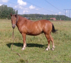 Продается лошадь орловской породы, возраст 3 года - Изображение #1, Объявление #1443774