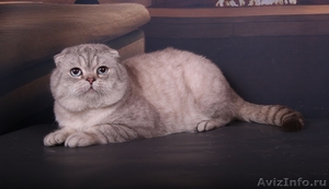 Шотландские коты для вязки ваших кошек - Изображение #1, Объявление #1508810