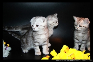 Британские, Шотланские котята–большой выбор - Изображение #3, Объявление #1544588