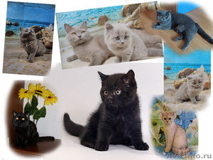 Британские котята лиловые, голубые, черные - Изображение #1, Объявление #1563973