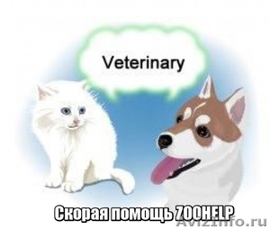 Ветеринарные услуги для животных - Изображение #1, Объявление #1566428